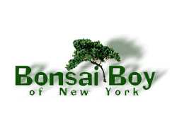 Bonsai Boy of York